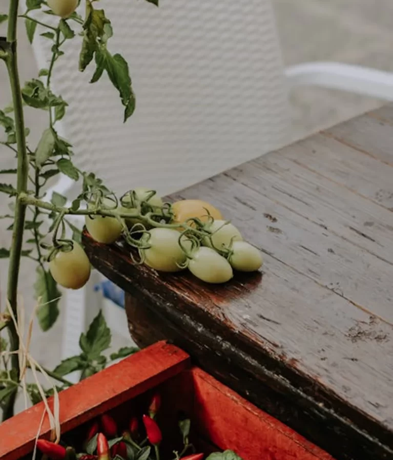 We grow fresh, organic produce using clean methods that protect nature, healthy food.